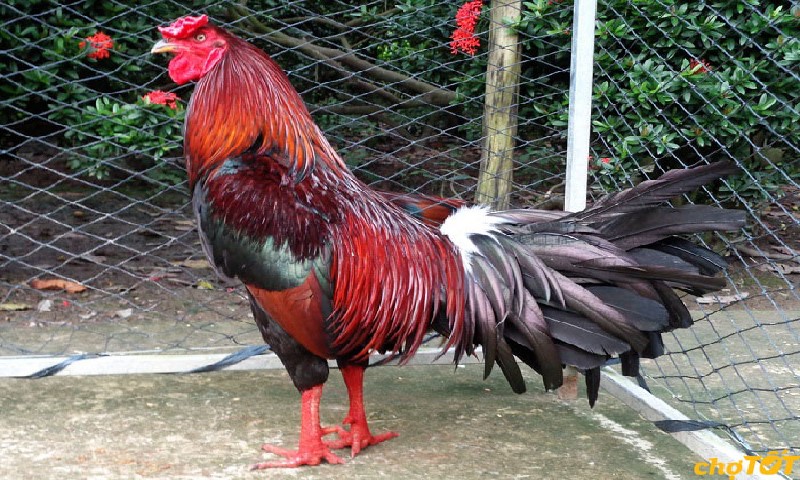 cach-quan-cua-ga-noi-chuan-chinh-cho-su-ke-tham-khao-5